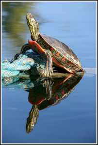 Tortuga pintada - © Dave Subelack